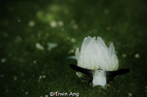 F L A S H - B A C K 
Sea slug (Costasiella usagi)
Anila... by Irwin Ang 